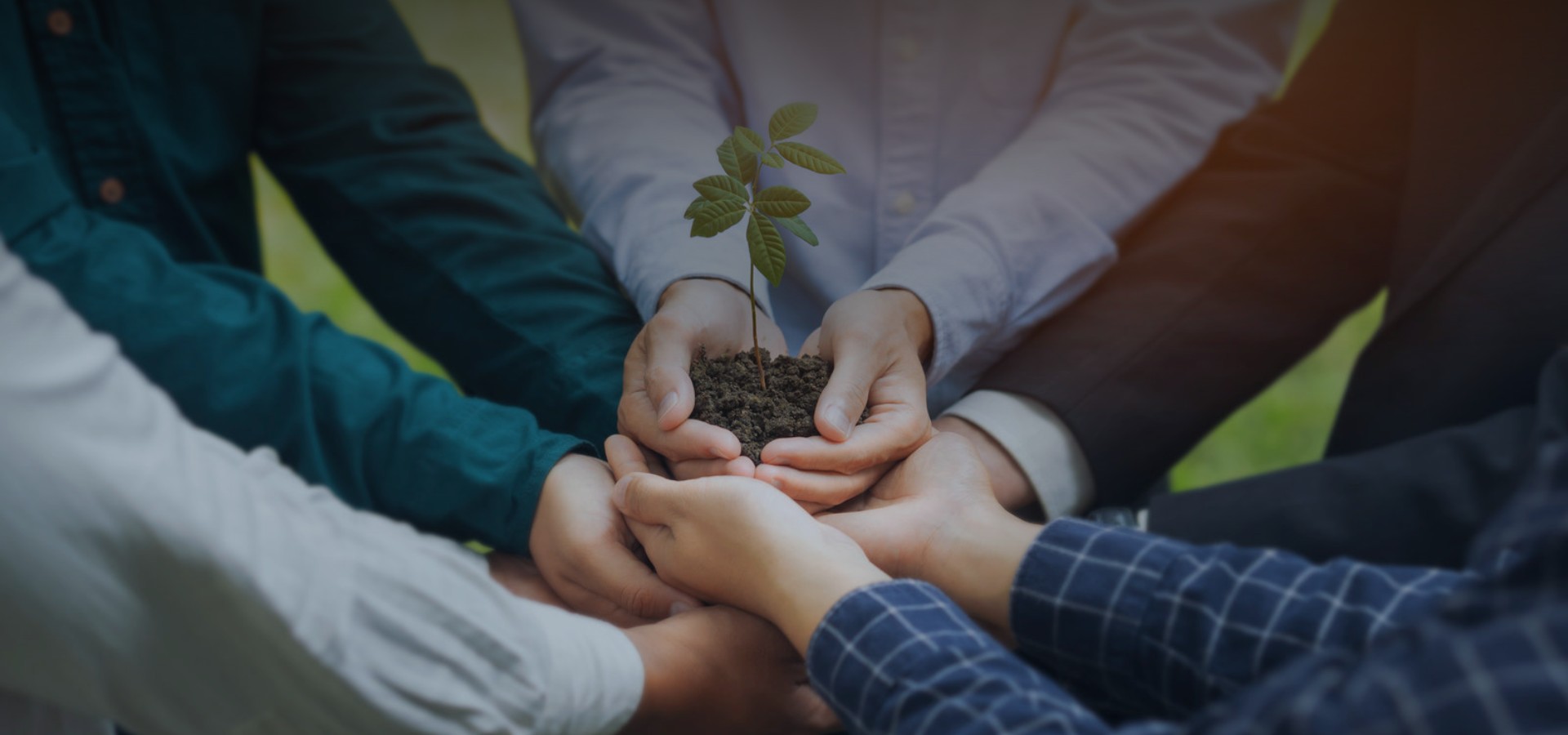 APL生态相助同伴妄想